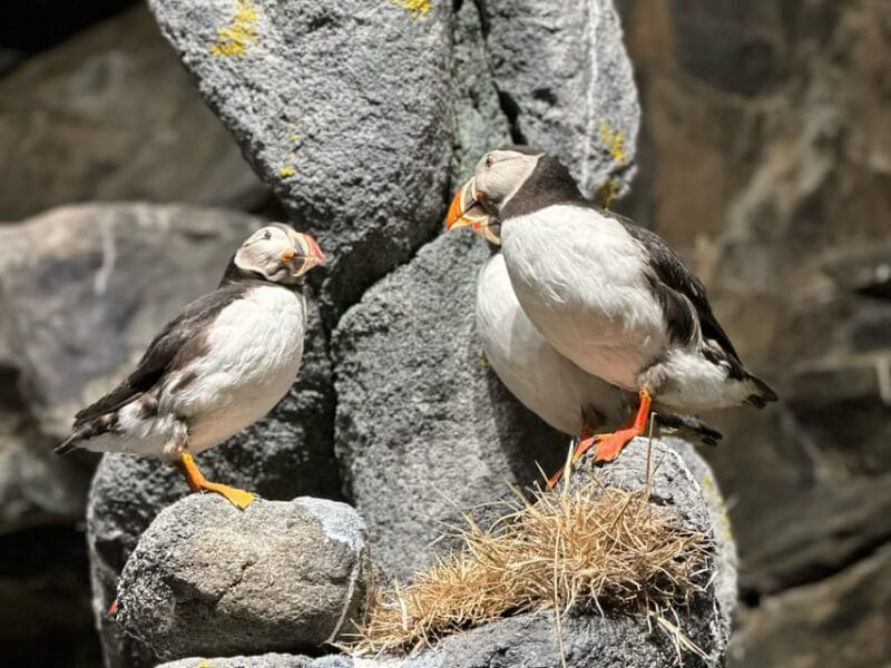 Honningsvåg: North Cape Summer Tour with Sami Family Visit - FAQ