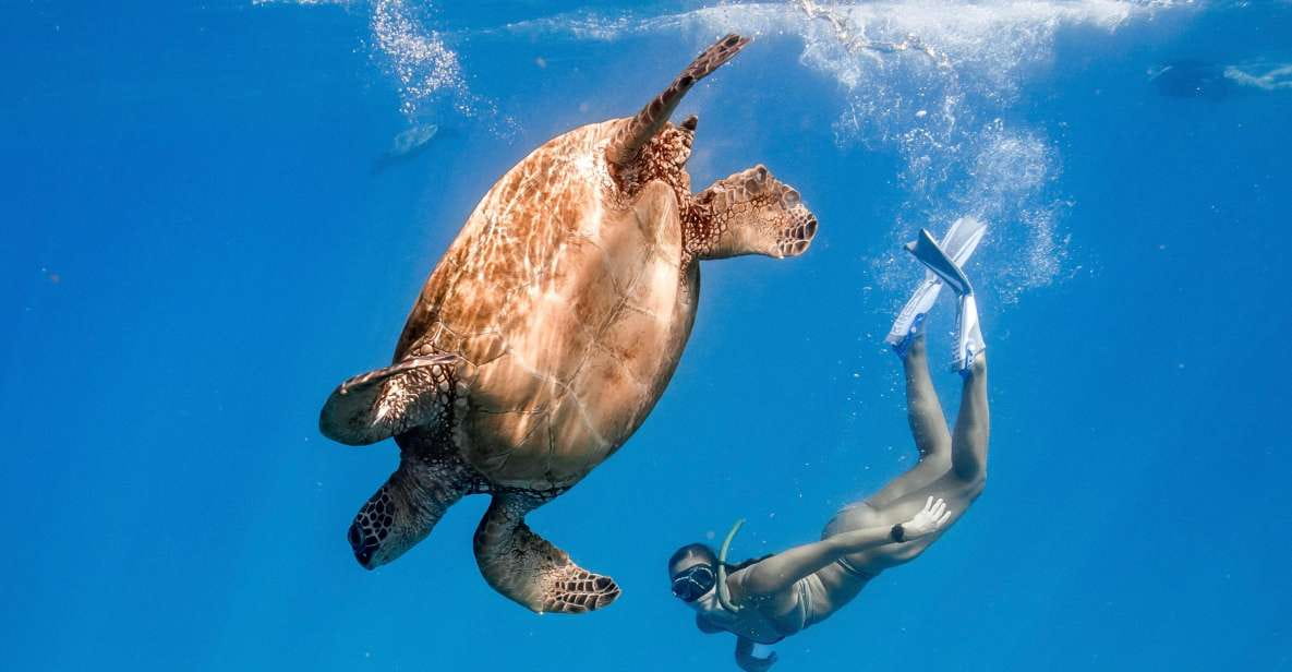 Honolulu: Turtle Canyon Snorkeling Semi-Private Boat Tour - Itinerary Details