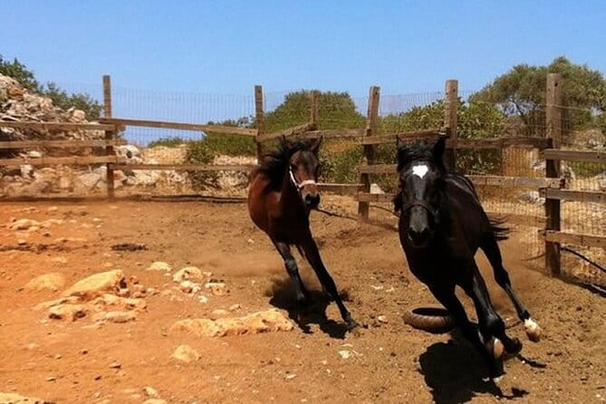 HORSE RIDING 1.5 hours mountains from area Hersonissos CRETE - What to Expect: From Start to Finish