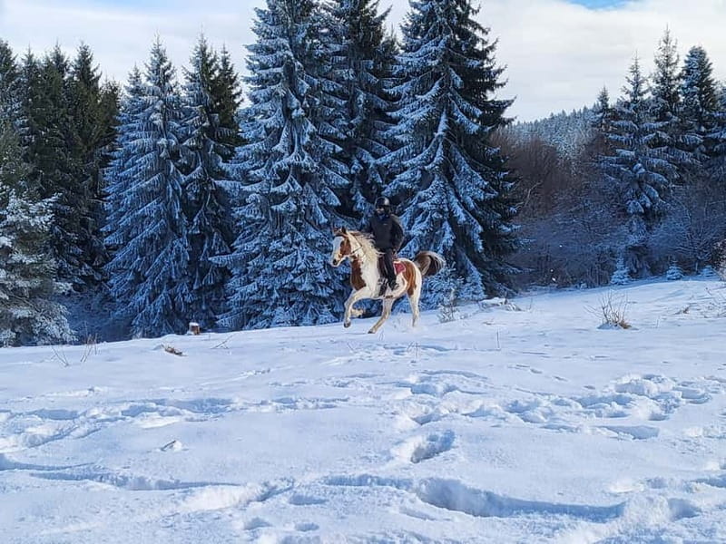 Horse Riding Day Trip in the Rila Mountain - Who Will Love This Trip?