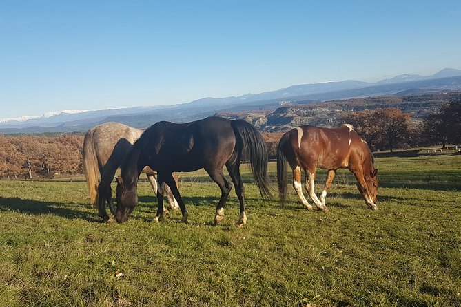 Horse Riding in Haute Provence, Luberon, and Forcalquier - Confirmation and Availability