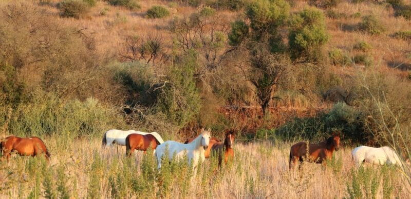Horse riding in the Valley, near Lisbon - Frequently Asked Questions