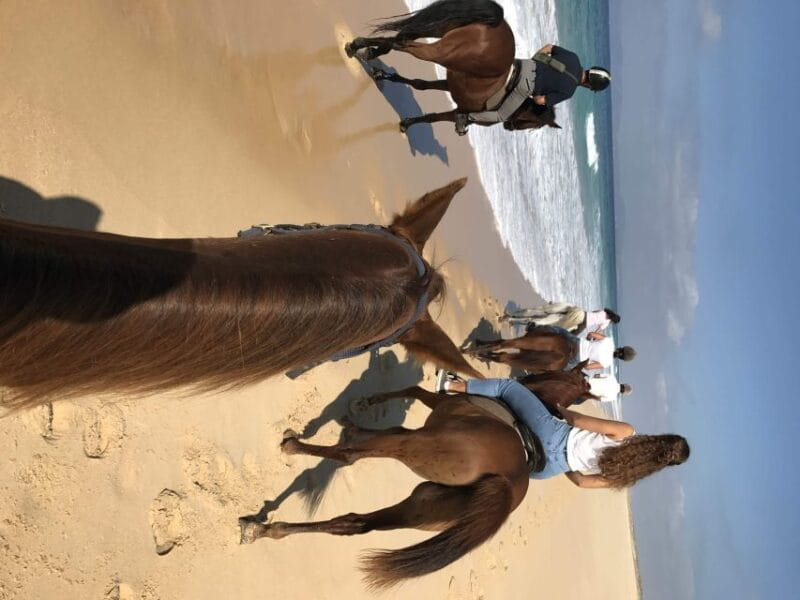 Horse riding on the beach, with private transfer from Lisbon - The Value and Price: Is It Worth It?