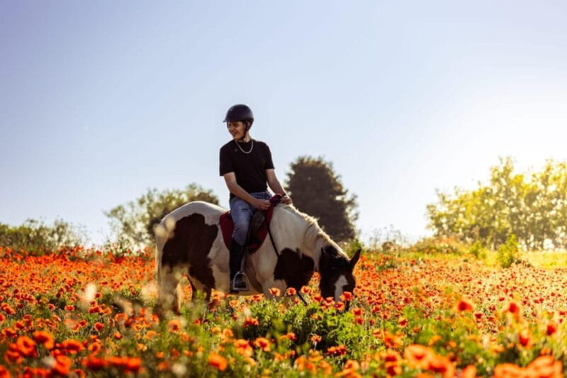 Horse Sanctuary in Rome - Key Points / Takeaways