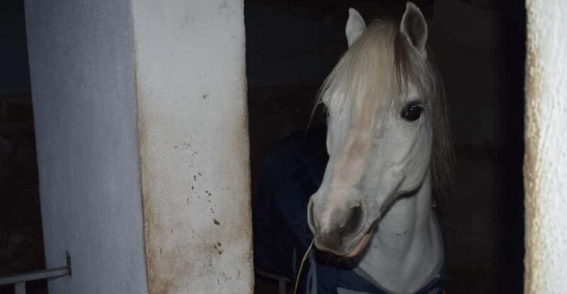 Horseback excursion in the Maddalena woods - Riding Through the Heart of Ischia’s Maddalena Woods