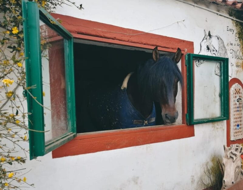 Horseback excursion in the Maddalena woods - Who Should Consider This Experience?
