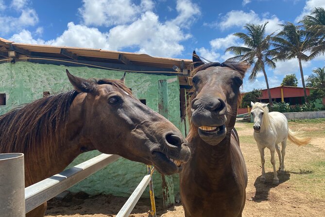 Horseback Ride Tour to Natural Pool in Arikok National Park - Transportation and Return