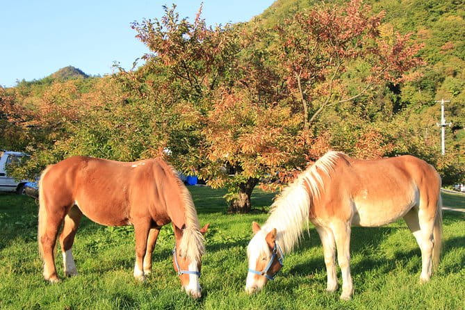 Horseback-Riding in a Country Side in Sapporo - Private Transfer Is Included - Customer Feedback
