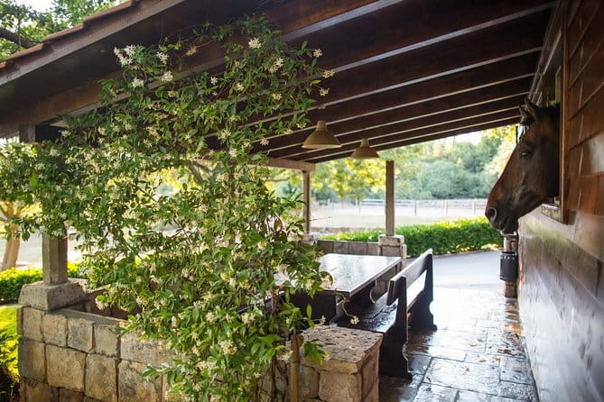 Horseback Riding in Konavle Region with Transport from Dubrovnik - A Detailed Look at the Horseback Riding Experience in Konavle