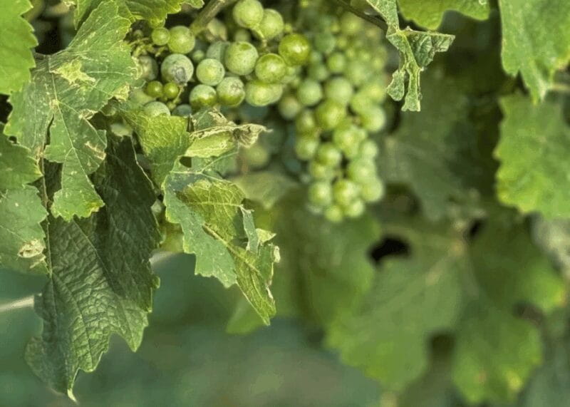 Horseback Riding on Mt.Vesuvius with Wine Tasting and Dinner - Who Should Consider This Tour?