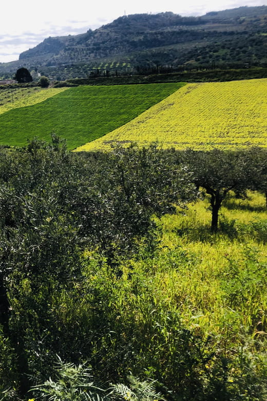 Horseback riding through the olive groves of Sciacca - Discovering the Sicilian Landscape on Horseback