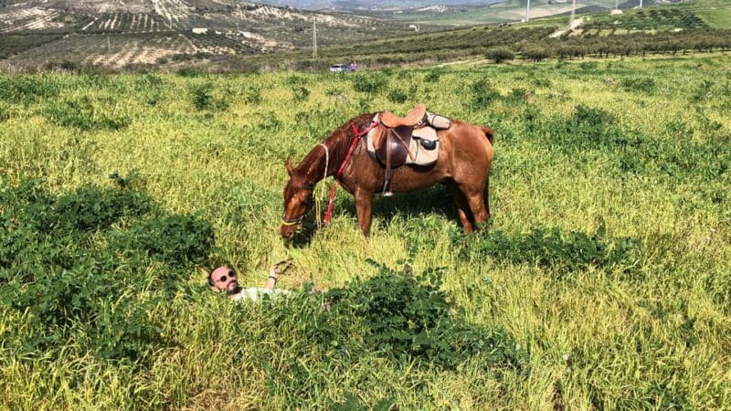 Horseback riding through the olive groves of Sciacca - Itinerary Breakdown: What You’ll Experience