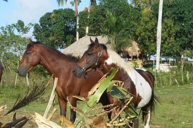 Horseback Riding With Pickup From Punta Cana - Unforgettable Adventure