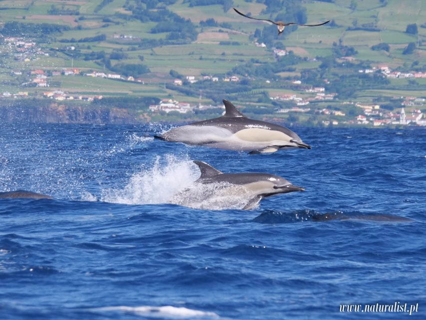 Horta: Whale and Dolphin Watching Expedition - Transportation and Logistics