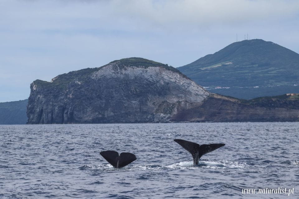 Horta: Whale and Dolphin Watching Expedition - Booking and Cancellation Policy
