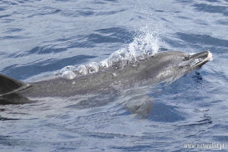 Horta: Whale and Dolphin Watching Expedition - Recap