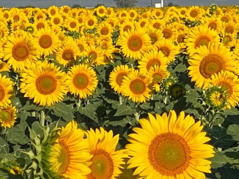 Hot Air Balloon Ride Seville to Huelva (1PAX) - Who Will Love This Experience?