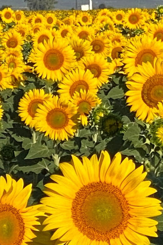 Hot Air Balloon Ride Seville to Huelva (1PAX) - Frequently Asked Questions