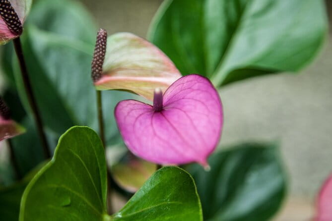 House of the Butterflies of the Collodi Pinocchio Polycentric Park - FAQ