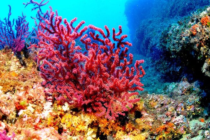 Hurghada Boat Trip to See Dolphins With Snorkeling and Lunch - Booking Confirmation and Accessibility