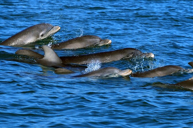 Hurghada: Dolphin House Boat Trip Snorkeling With Lunch - Inclusions and Additional Costs
