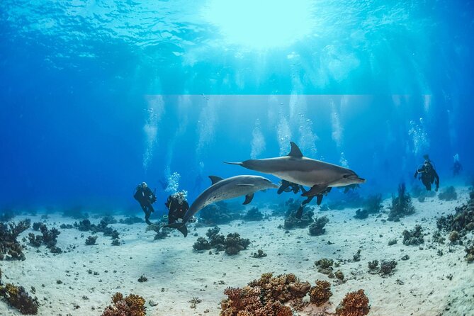 Hurghada: Dolphin House Boat Trip Snorkeling With Lunch - Accessibility and Service Animals