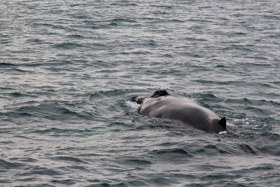 Húsavík: Family-Run and Guided Whale Watching Tour - Booking and Cancellation Policy