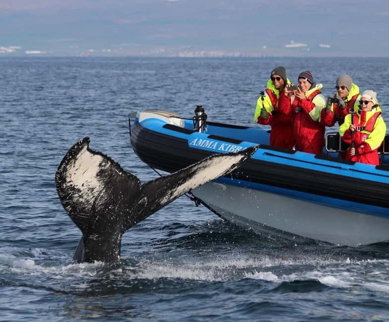 Húsavík: Original Big Whale Safari & Puffins by Speedboat - Key points / Takeaways