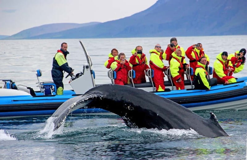 Húsavík: Original Big Whale Safari & Puffins by Speedboat - Who Should Book This Tour?