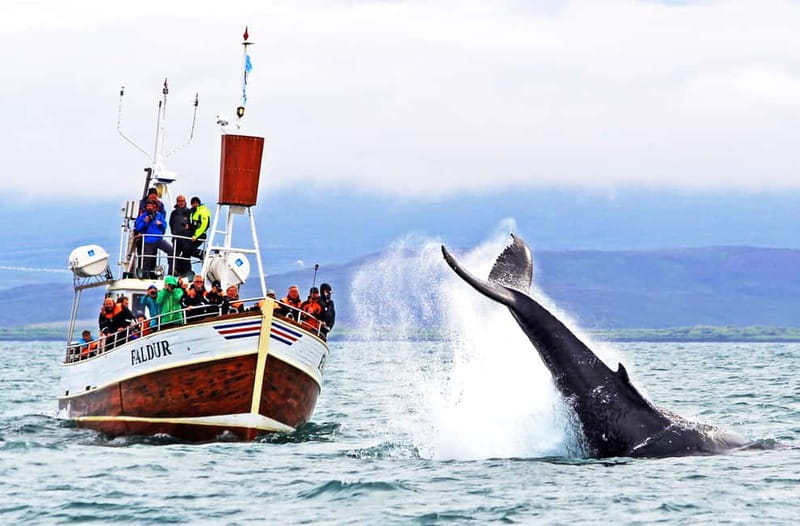 Húsavík: Traditional Whale Watching by Local Family Company - Key points / Takeaways