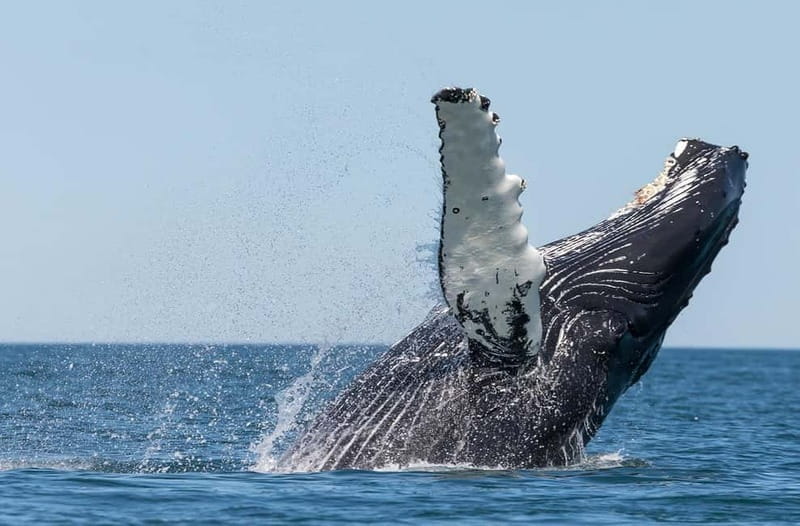 Húsavík: Traditional Whale Watching by Local Family Company - A detailed look at the whale-watching adventure from Húsavík