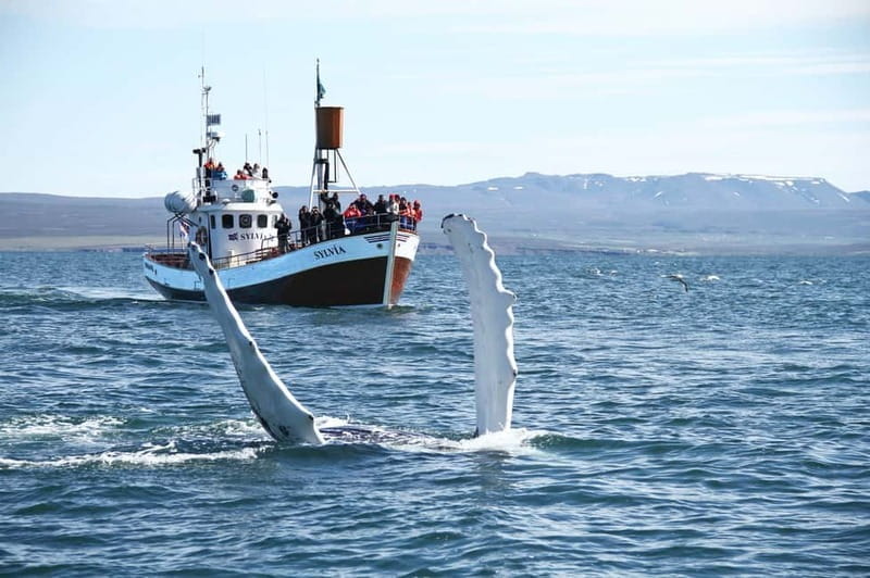 Húsavík: Traditional Whale Watching by Local Family Company - Who is this tour best suited for?