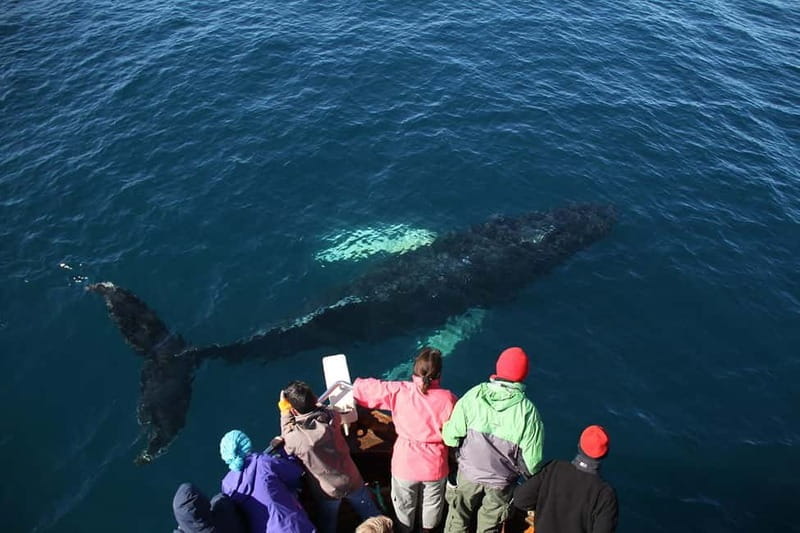 Húsavík: Traditional Whale Watching by Local Family Company - FAQs