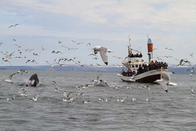 Húsavík: Traditional Whale Watching by Local Family Company - Final thoughts