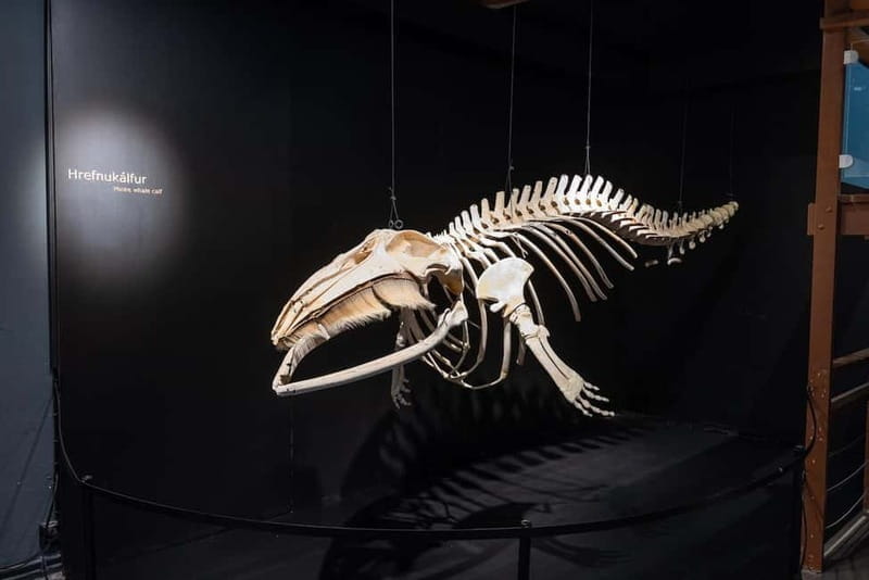 Húsavík: Whale Museum Entry Ticket - Key Points / Takeaways