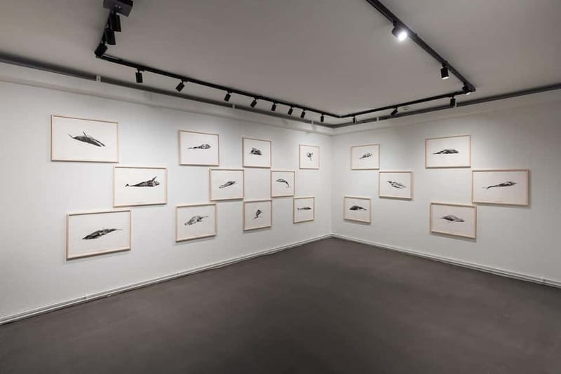 Húsavík: Whale Museum Entry Ticket - Visiting the Whale Museum in Húsavík: What to Expect