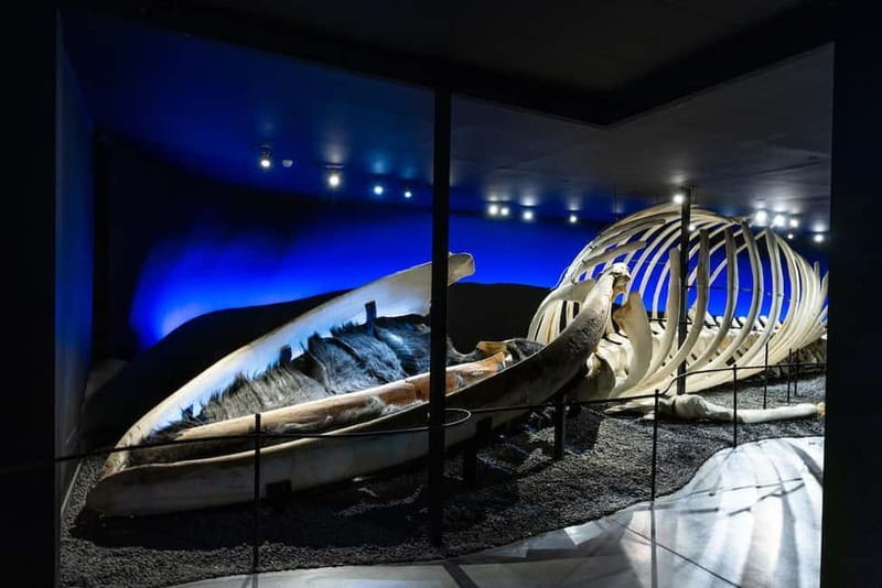 Húsavík: Whale Museum Entry Ticket - Who Will Love This Experience?