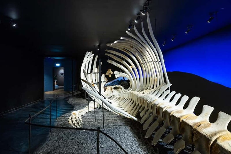 Húsavík: Whale Museum Entry Ticket - Price and Value Considerations