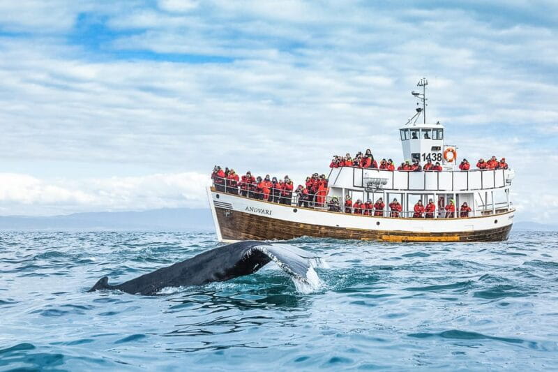 Husavik: Whale Watching on a Carbon Neutral Oak Boat - The Sum Up: Is This the Whale Watch for You?
