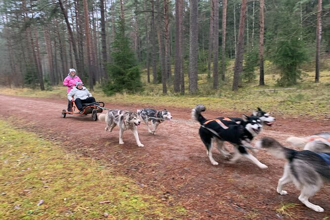 Husky dog sled/bike kart ride in Latvia ~ 3h group tour from Riga - Exploring the Husky Sled and Bike Kart Experience: A Practical and Authentic Adventure