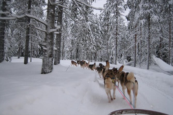 Husky Safari from Rovaniemi Including a Husky Sled Ride - Who This Tour Is Best For