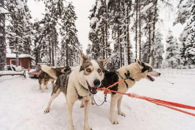 Husky Safari from Rovaniemi Including a Husky Sled Ride - Frequently Asked Questions