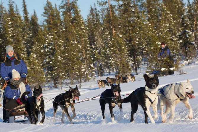 Husky Tour Sit and Drive Combo Tour from Kiruna - Key Points