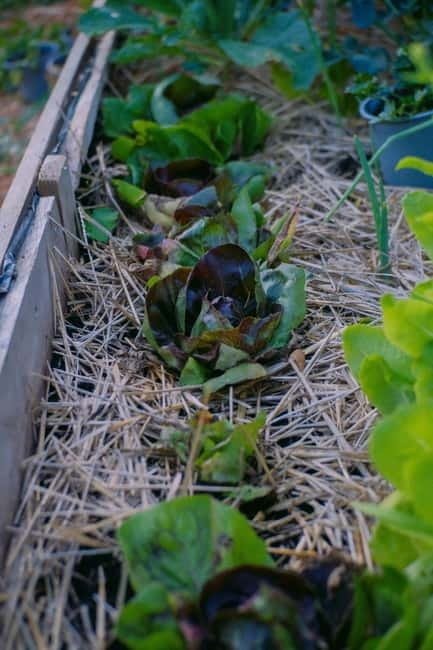 Hvar: Cooking Workshop with Locals & Farm-to-Table Meal - Authentic Taste of Dalmatia in a Setting that Feels Like Home