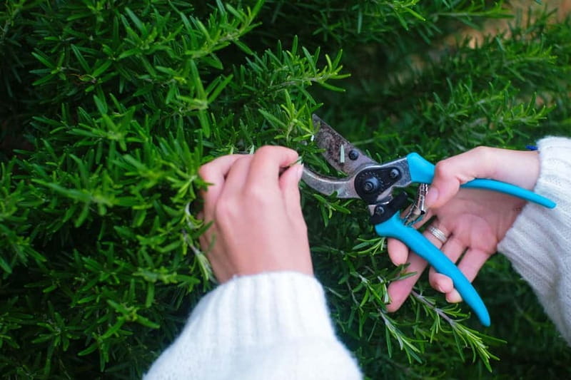 Hvar: Cooking Workshop with Locals & Farm-to-Table Meal - Who This Experience is Perfect For