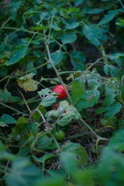 Hvar: Cooking Workshop with Locals & Farm-to-Table Meal - FAQ