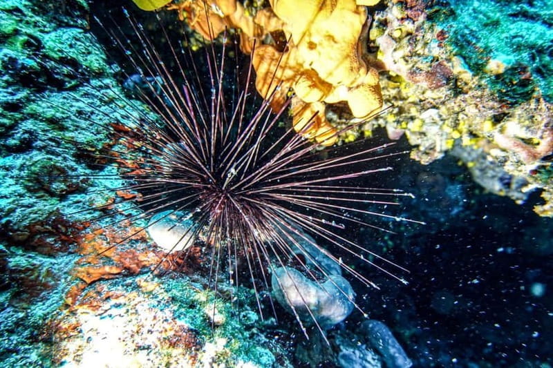 Hvar: Try Dive/Discover Scuba Diving Program - Exploring the Experience: What to Expect in Hvar’s Discover Scuba Program