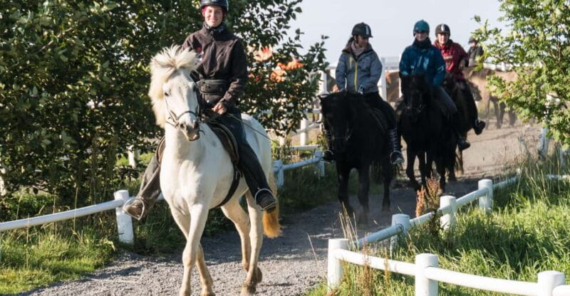Hveragerdi: The Siggi Horse Riding Tour - The Sum Up: Who Should Book This Tour?