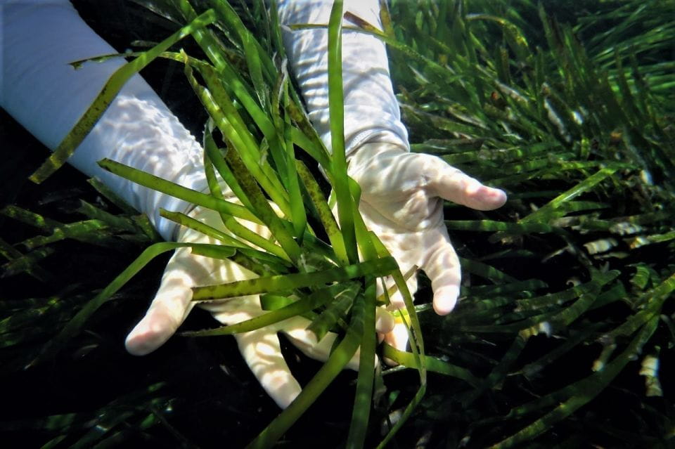 Ibiza: 3-Hour Cliff Kayaking Tour With Snorkeling - Paddle Along Ibizas Coast