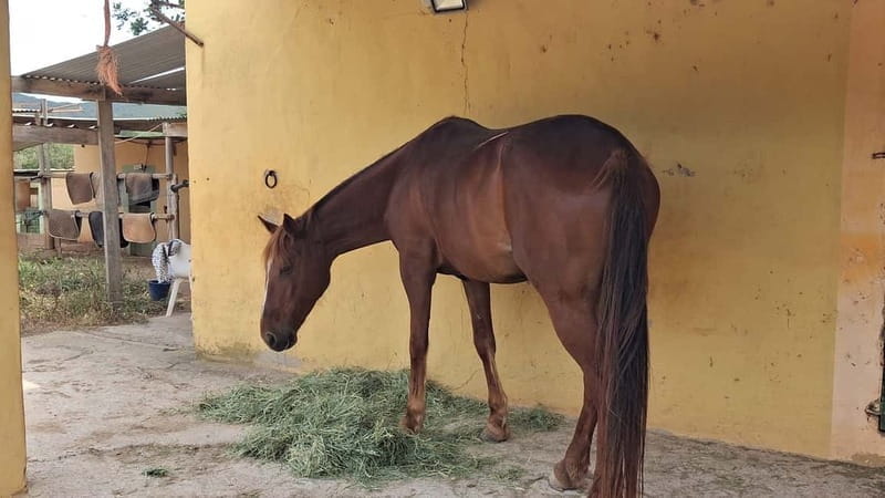 Ibiza: Private Horseback Riding Nature Experience +Transport - Final Thoughts